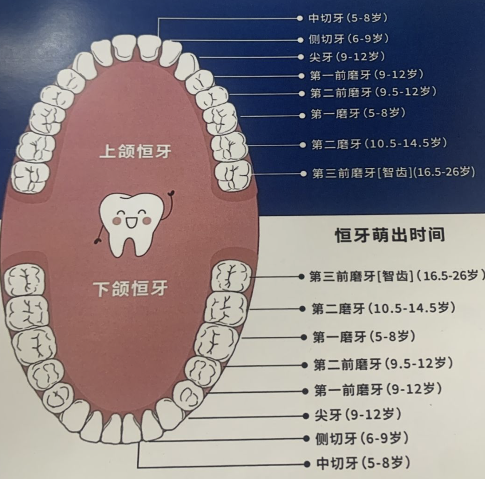 一般来说,人的恒牙总数在28到32颗之间,智齿的数量可以是0到4颗,这些