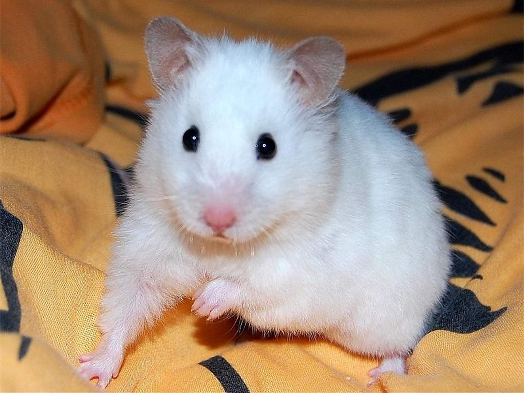 仓鼠怀孕有六大特征,你知道么?