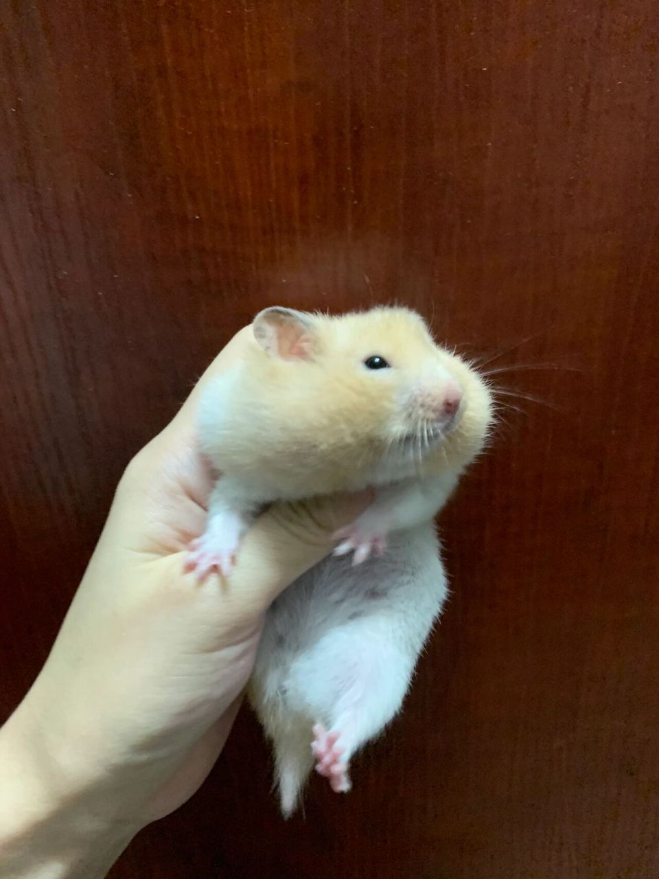 想听听你们金丝鼠叫什么名71 刚开始去花鸟市场挑