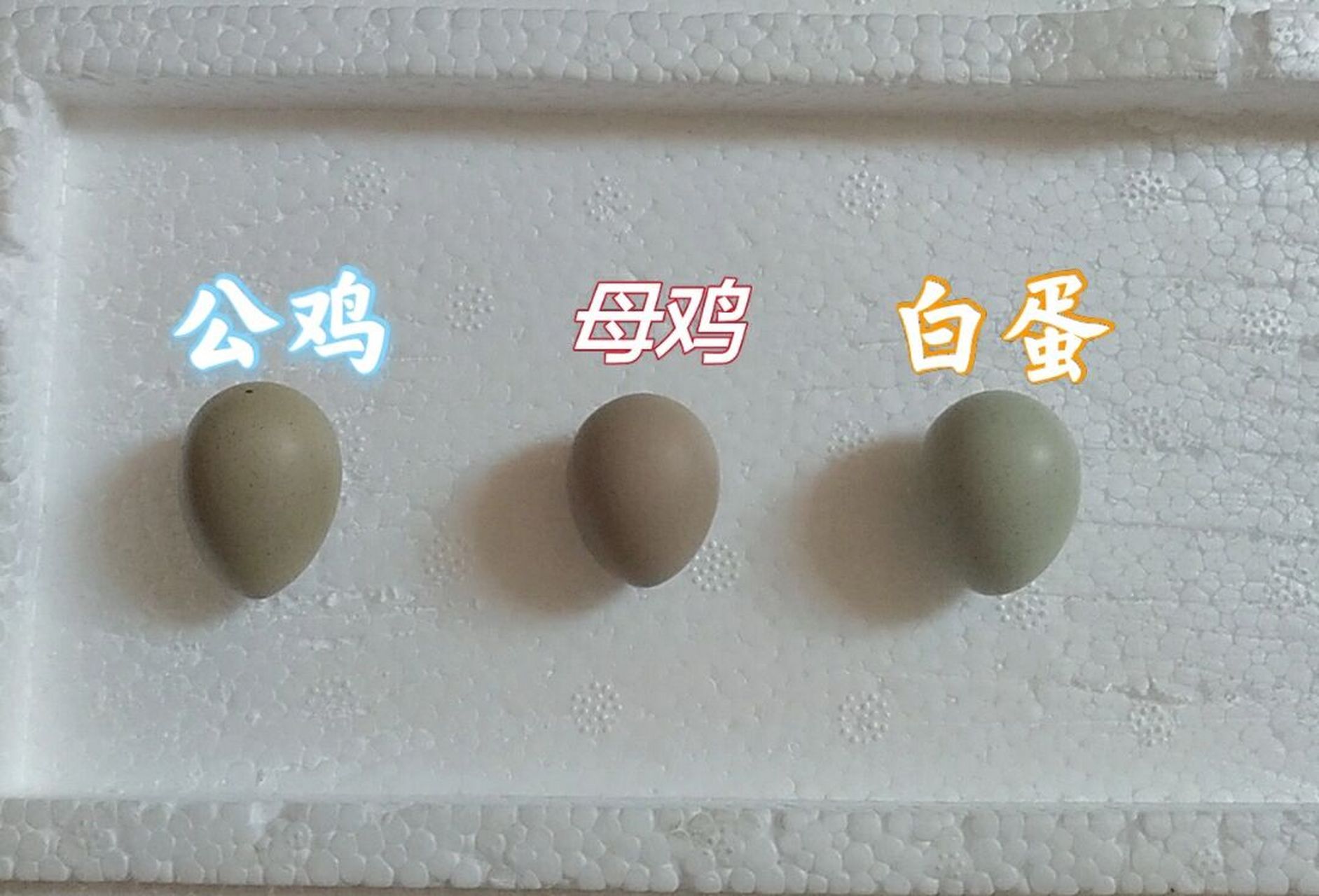 芦丁鸡公母分辨图片