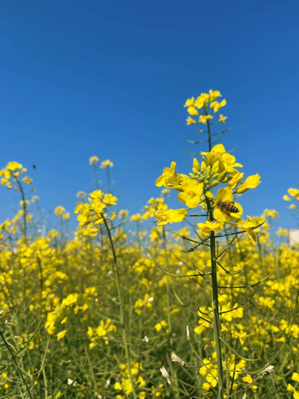 汕头/龙湖外砂热门宝藏61油菜花地打卡9598