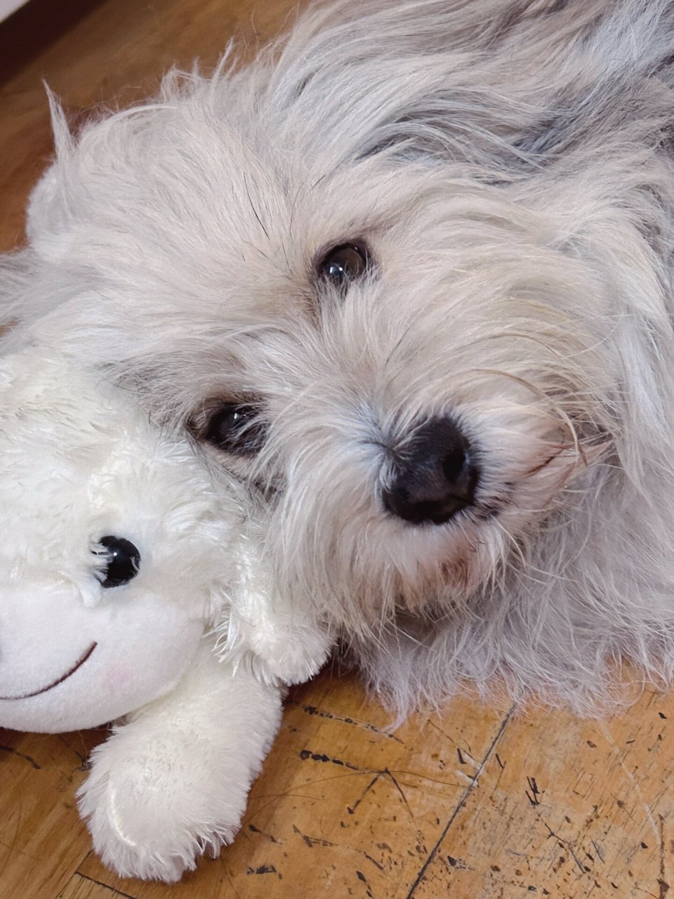 边牧柯基小混血:心情不好的小狗狗 洗好澡正在整理床上的衣服,下意识