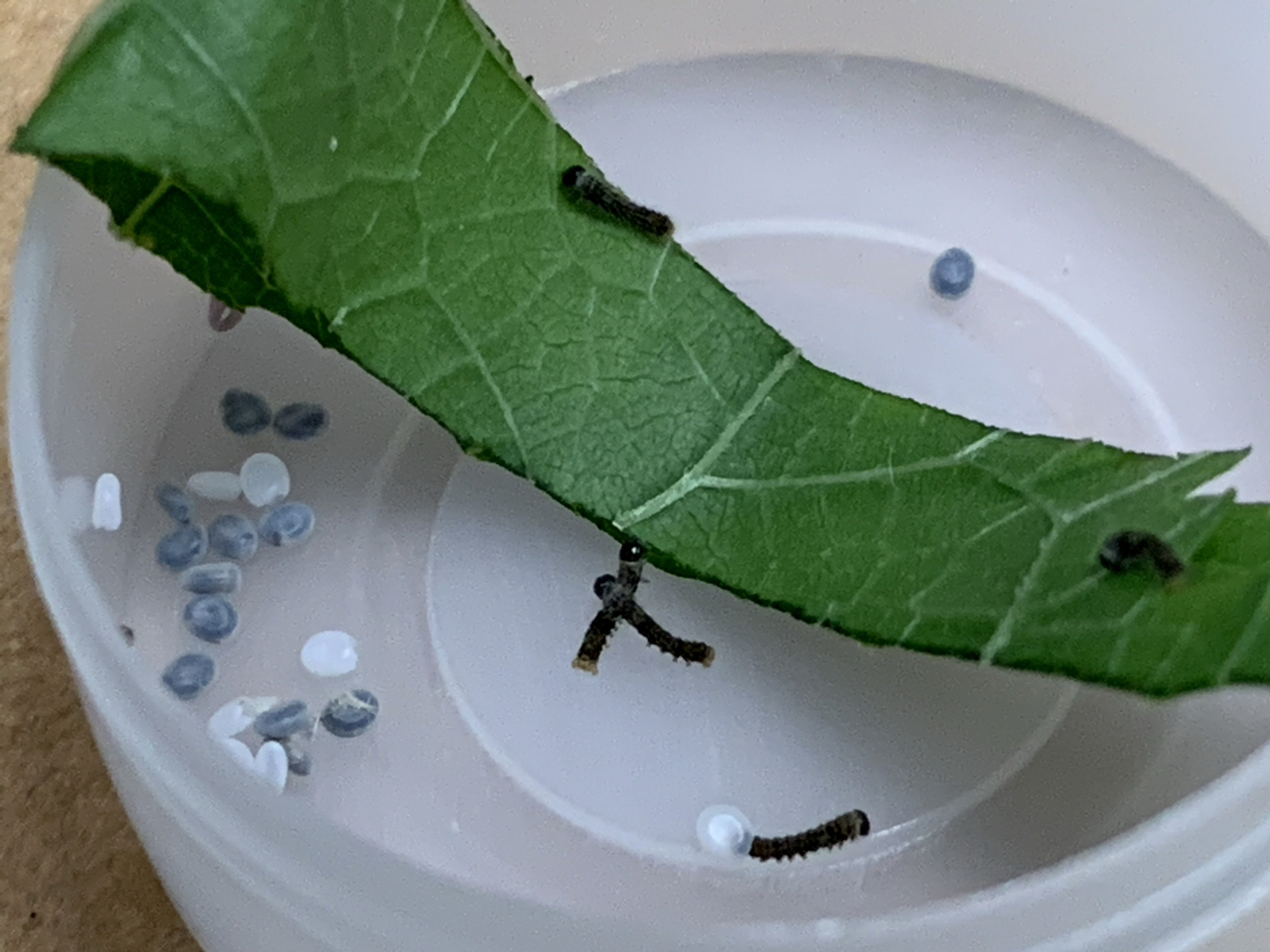 蚕卵经过点青,变灰色,再孵化出来蚕宝宝,历时十一天.