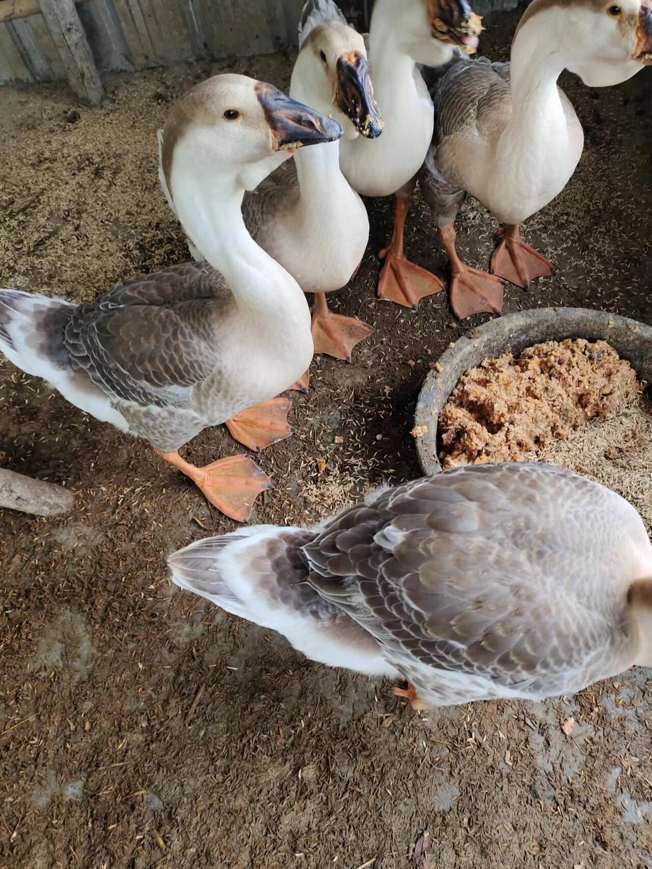 潮汕狮头鹅