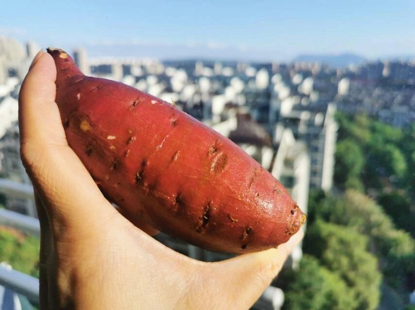 94玛莎莉黄金蜜薯94 94玛莎莉黄金蜜薯9449.