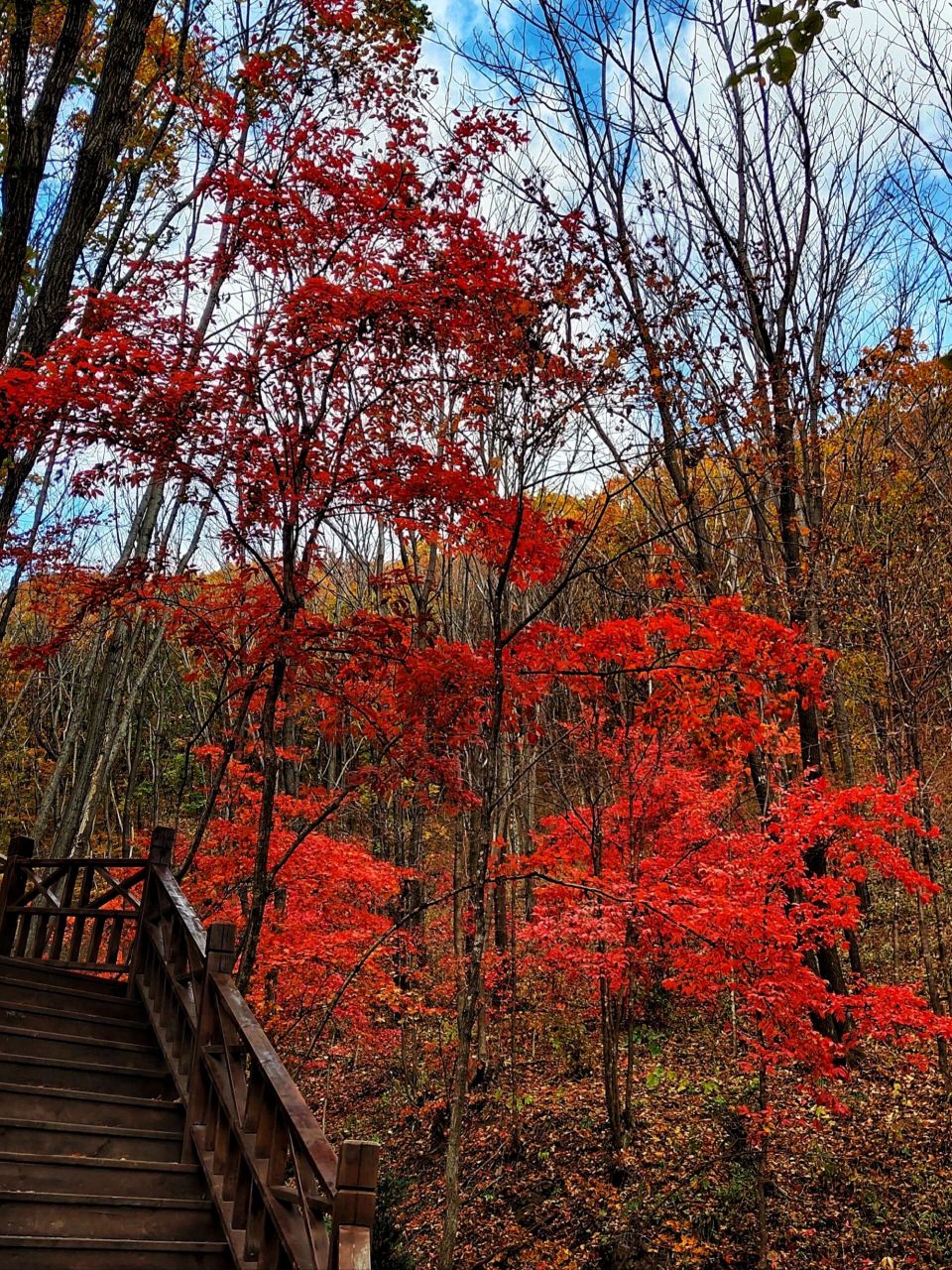 旅行攻略丨通化柳河—云岭野山参景区!