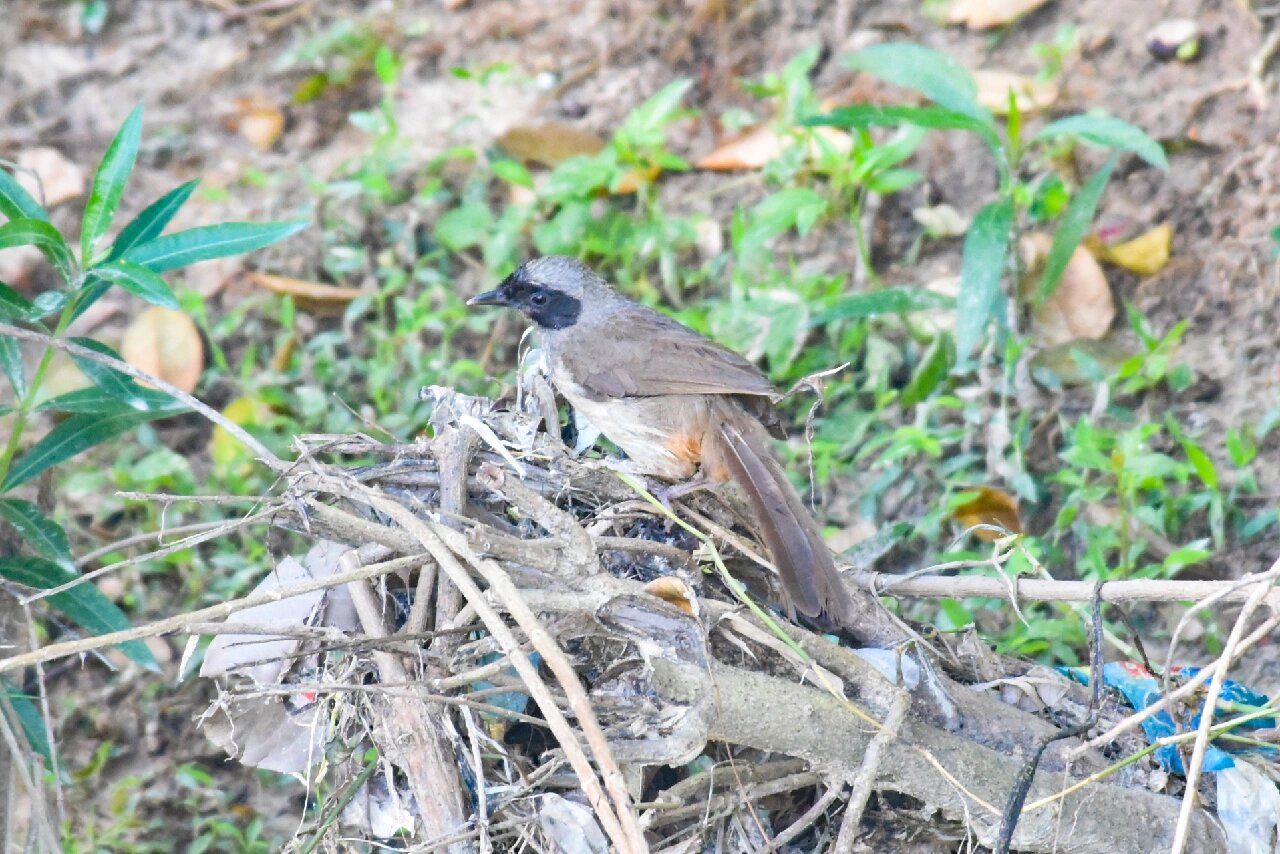 一些噪鹛 图一:山噪鹛【噪鹛科,pterorhinus】(兰州大学榆中校区