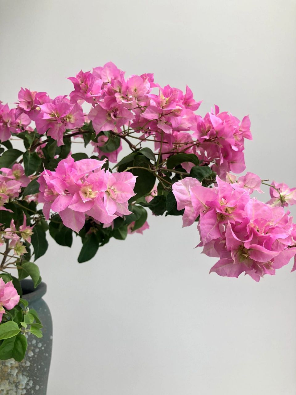 三角梅重瓣粉 花量巨大,但她是我养的所有三里第一个长小黑飞的,而且