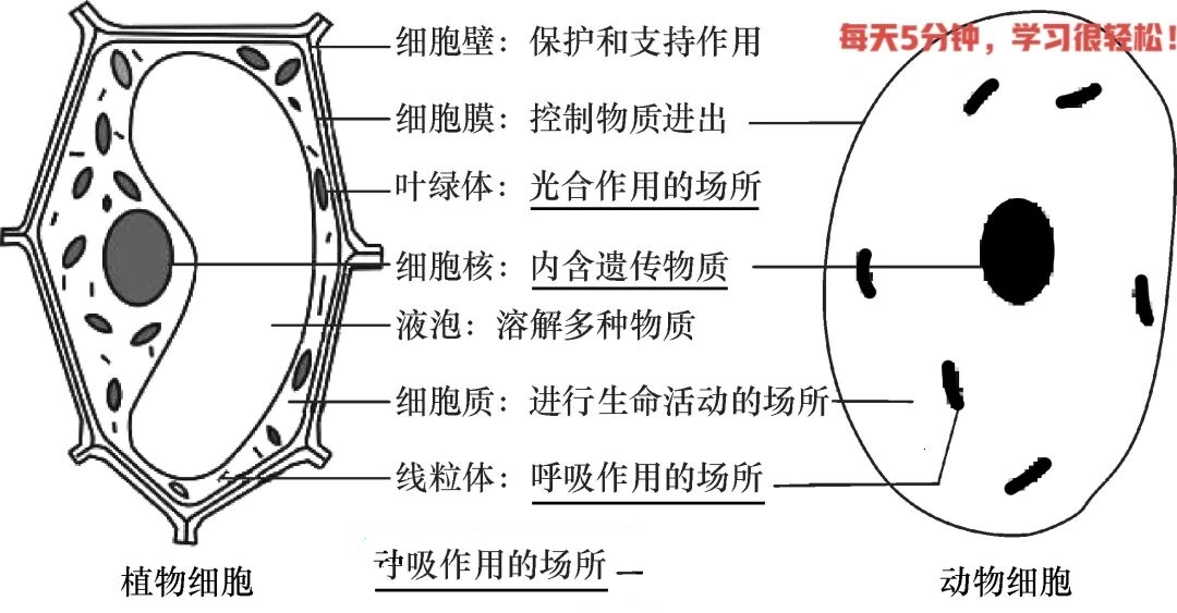 线粒体叶绿体简图区分图片