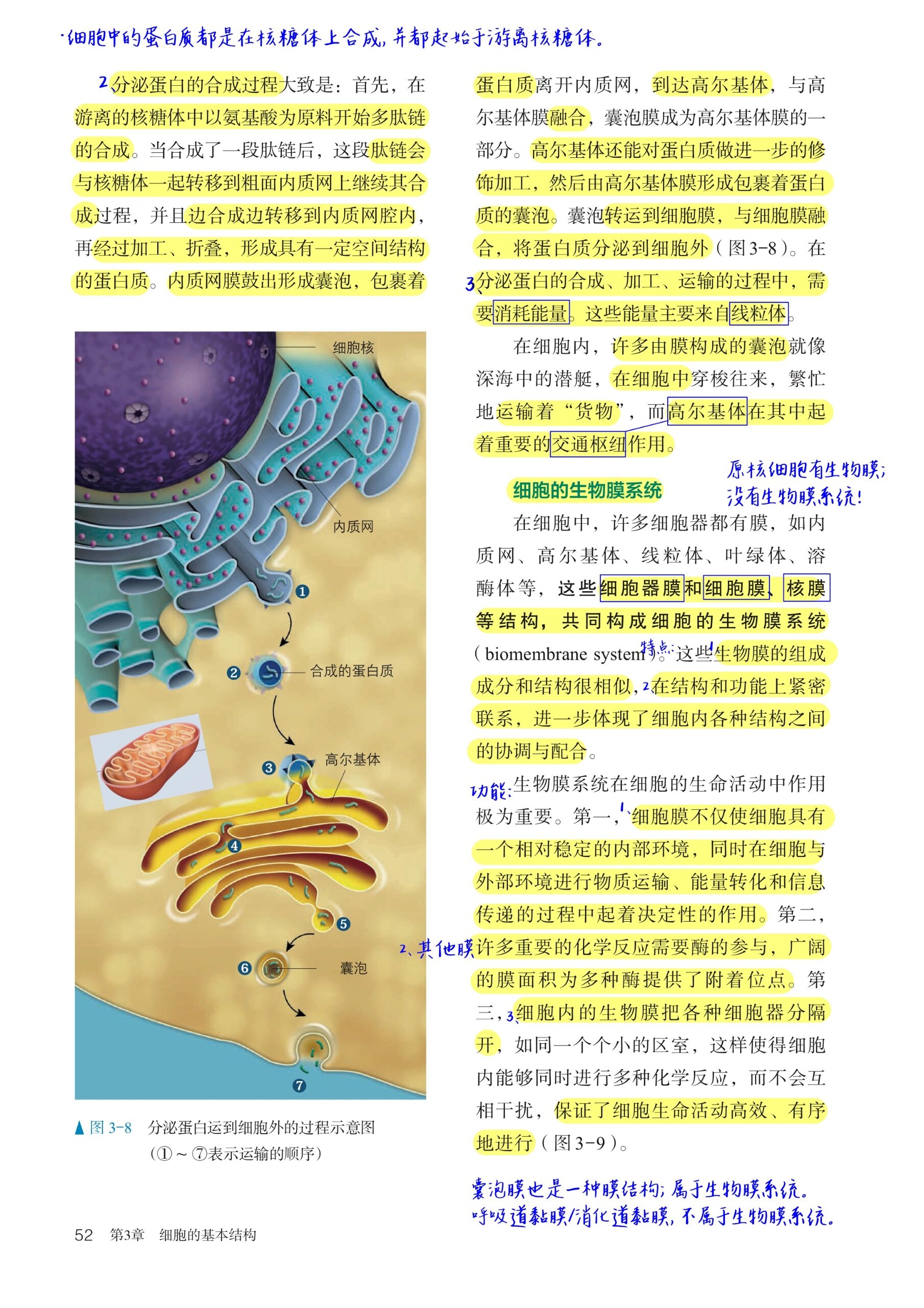 核糖体内质网图片