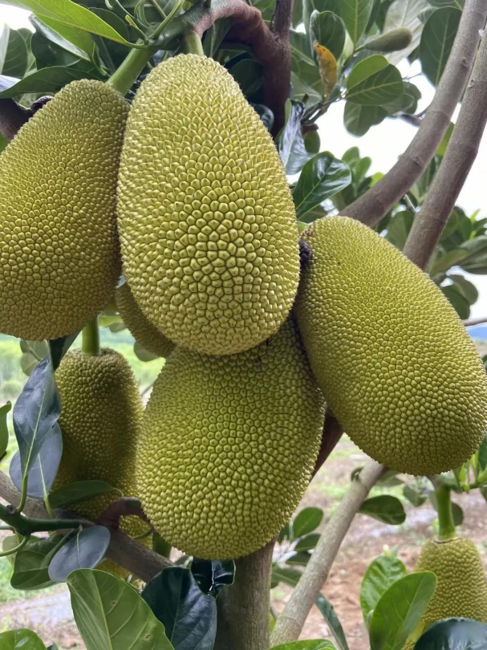泰国12号菠萝蜜,泰国8号菠萝蜜,印尼红肉菠萝蜜嫁接果苗都有货苗,基地