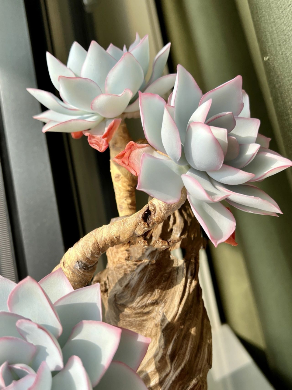 三仙之一的广寒宫多肉,希望友友们喜欢 只要心中充满阳光,每一个日子