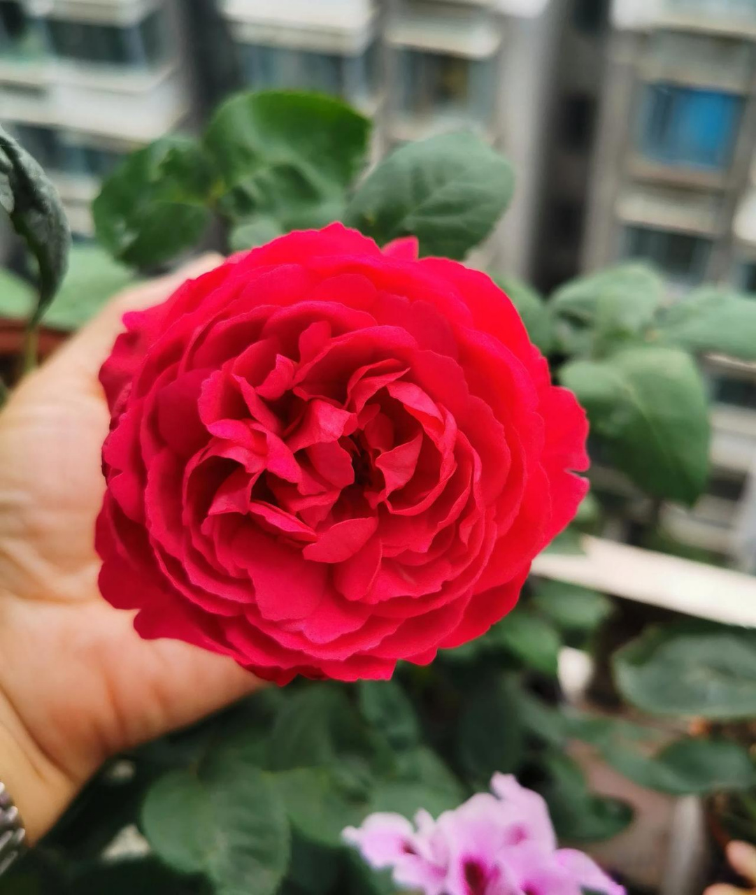 准备淘汰的几个月季品种:1,慷慨的园丁,这是一款奥斯汀的藤本月季