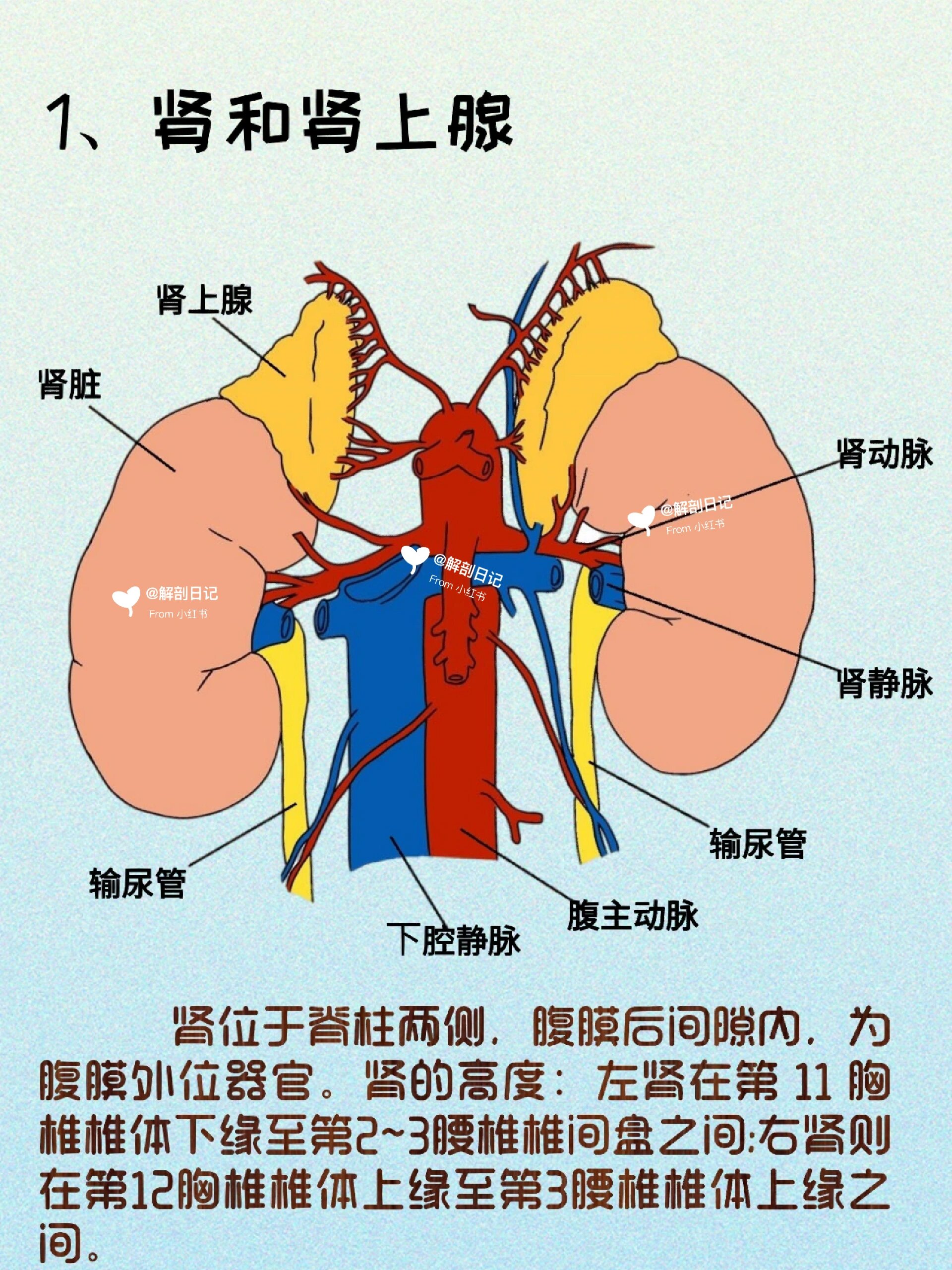 右肾位置图片