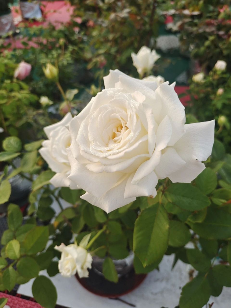 保罗二世～完美白色月季 保罗二世(实拍):美,香,丰花勤花,耐晒,抗病,