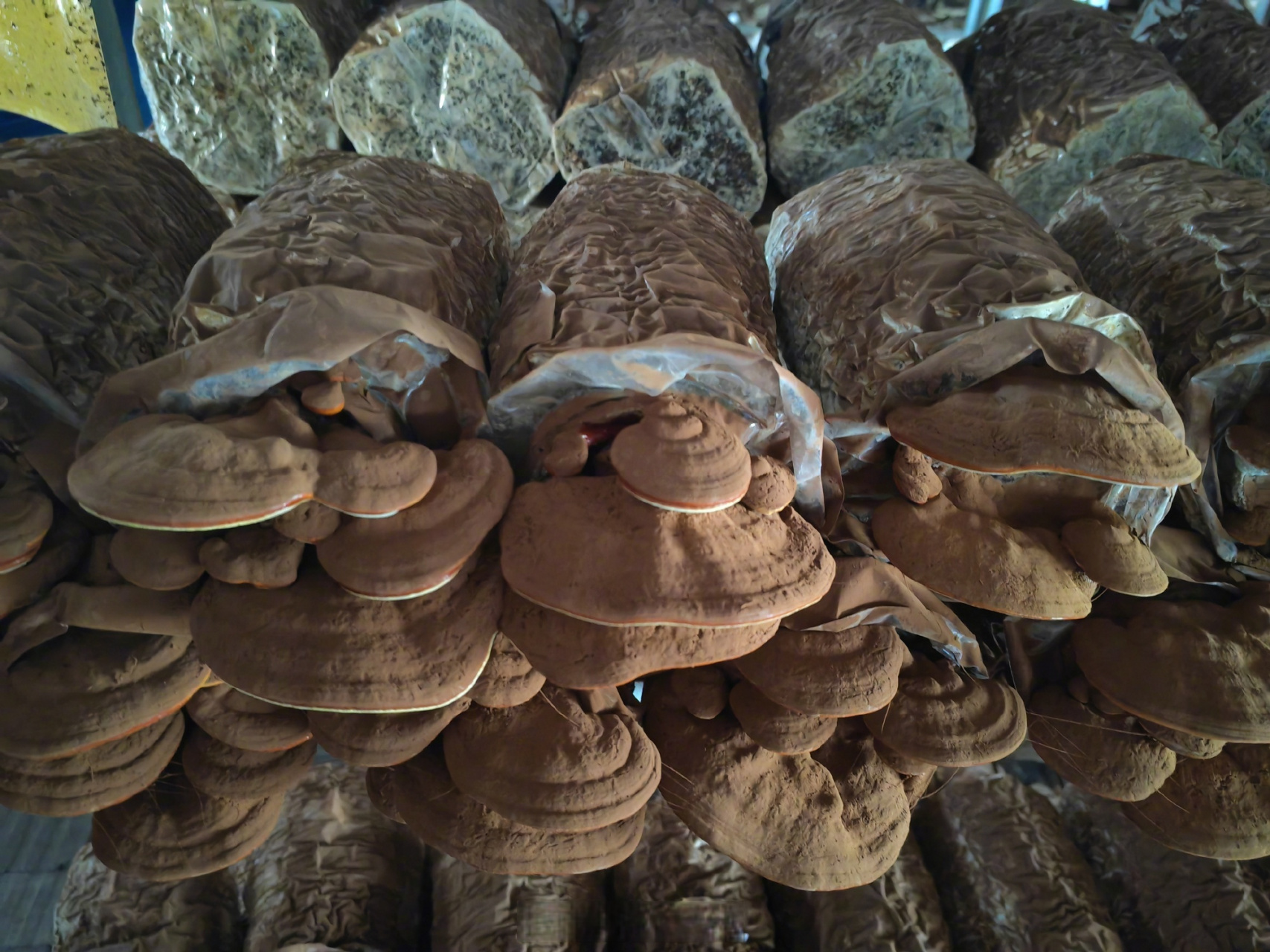 河南有了首个人工栽培的药用灵芝【河南诞生首个药用真菌新品种】在