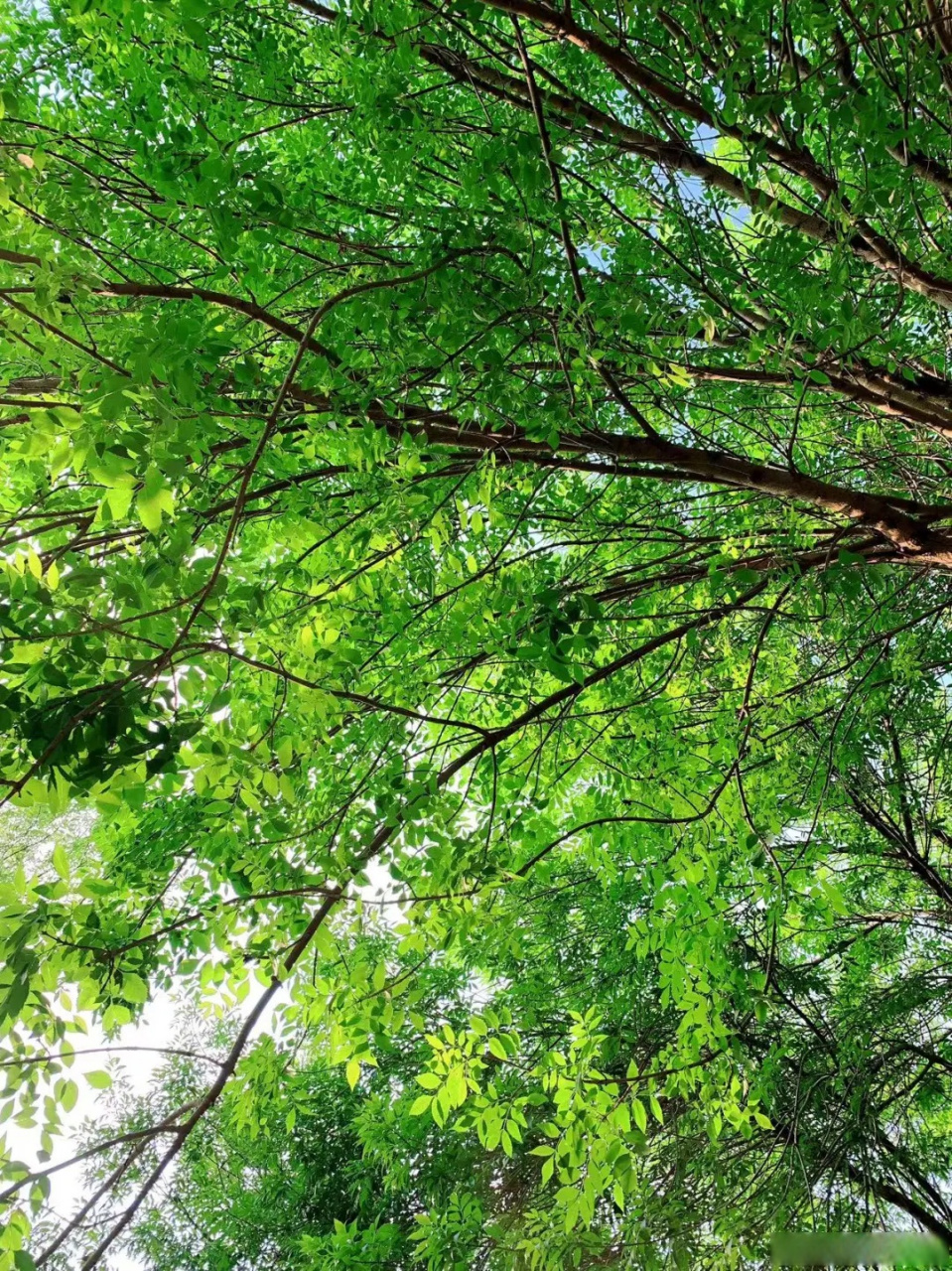 漫步在乳山市天水路,两旁的树木郁郁葱葱,茂密的枝叶交织成一片片浓密