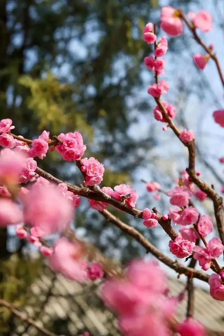 榆叶梅花开这么美# 春日,北京榆叶梅争相开放,花团锦簇,彰显盎然春意