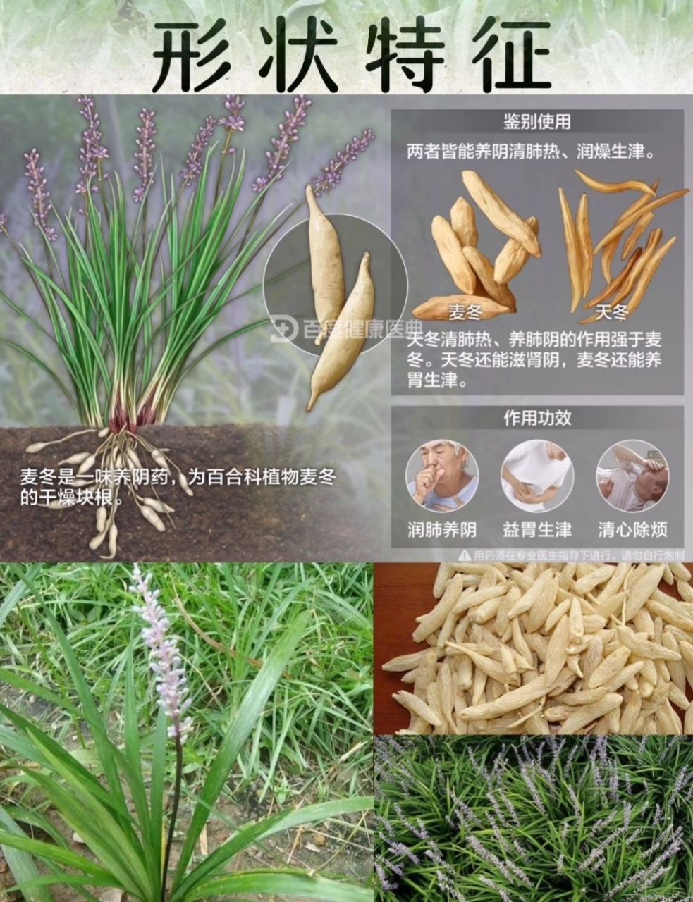 每天认识一味中草药_麦冬 91别名:麦门冬,寸麦冬,沿阶草 91英文名