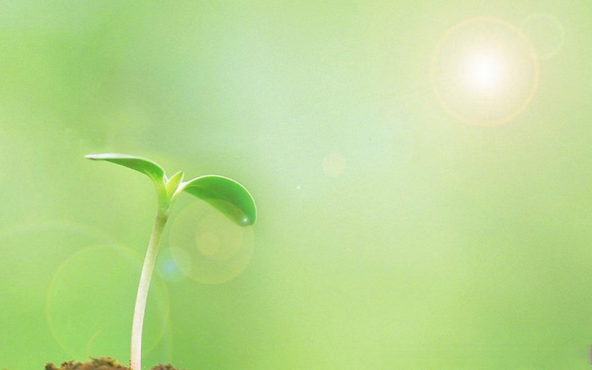 《嫩芽初生》 我是初生的嫩芽, 想努力钻出泥土. 石头问我为啥呢?