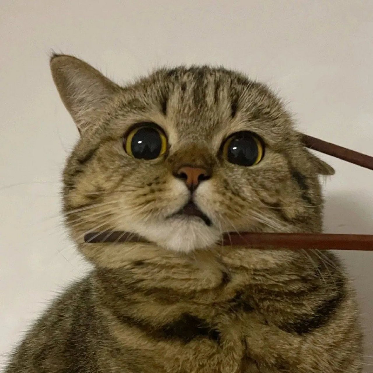 被筷子夹住脑袋的喵星人,表情慢慢由惊恐忐忑变的从容淡定,最后使出了