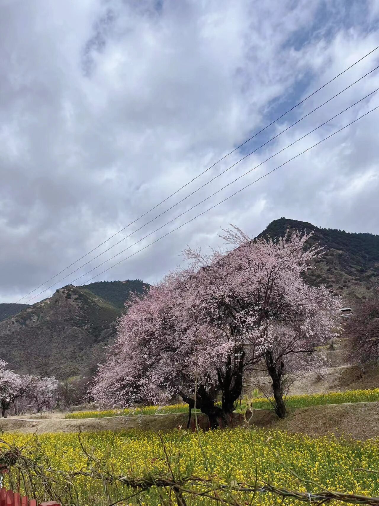 林芝千年桃树图片