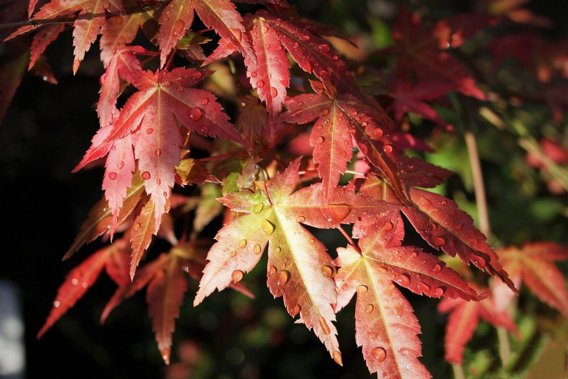 每天认识一种枫树-红舞姬 红舞姬 acer palmatum beni-maiko,非常