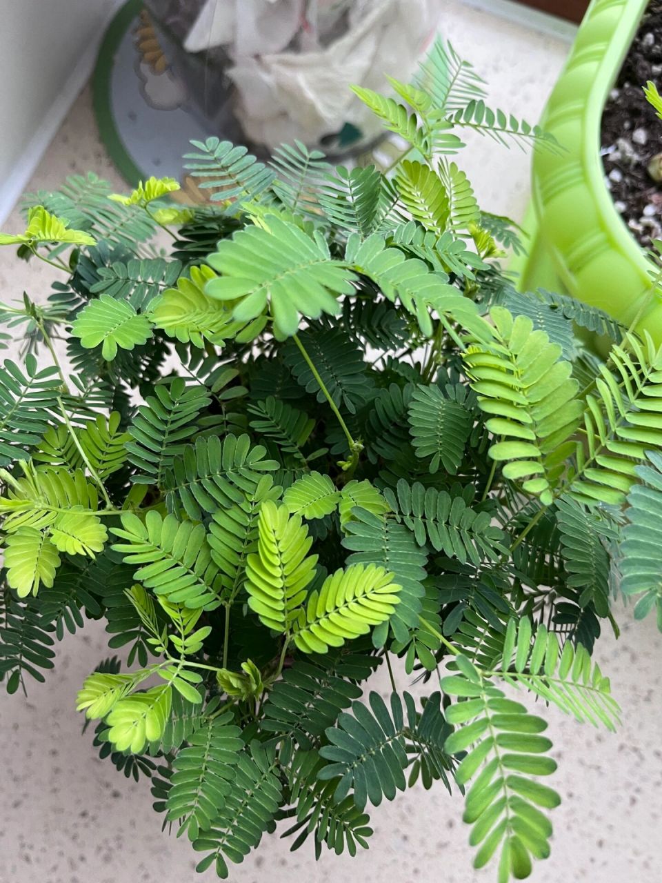 含羞草需要修剪嘛?它好大一颗 需要去头嘛?图2是刚买回来的样子