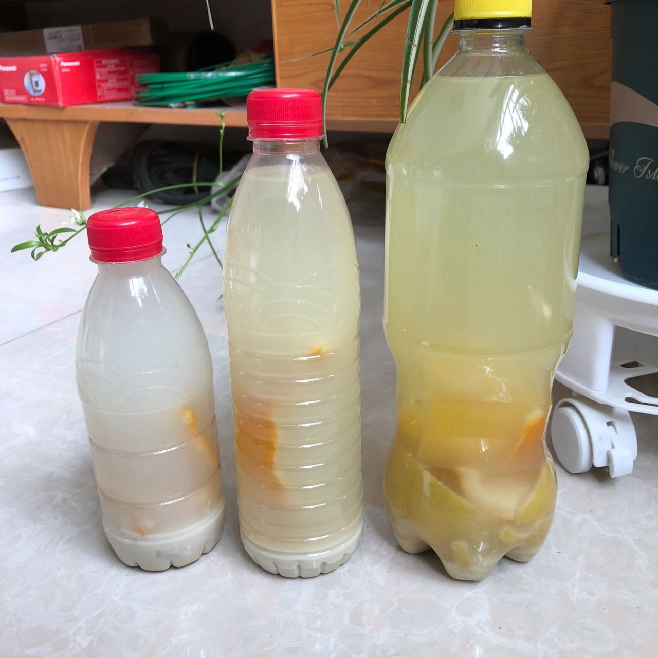 栀子花伴侣--发酵淘米水.