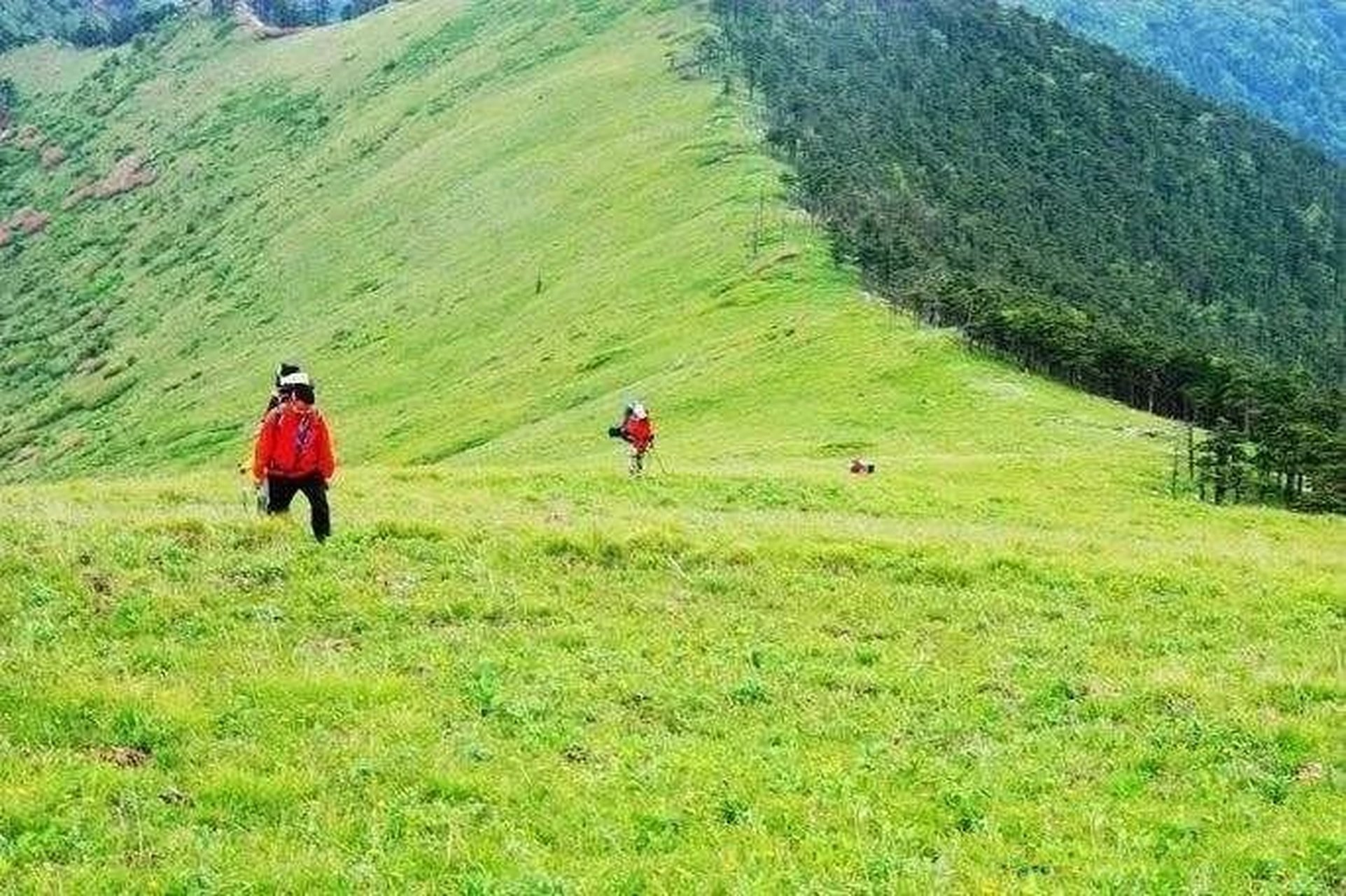 山地"阴阳脸"之秦岭南草北木?