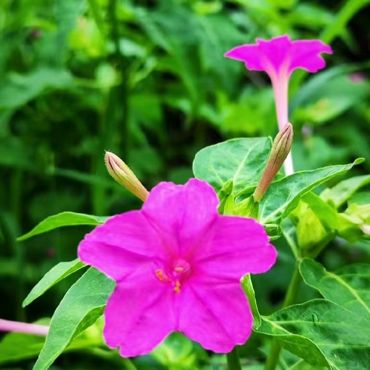 紫茉莉花图片大全大图图片