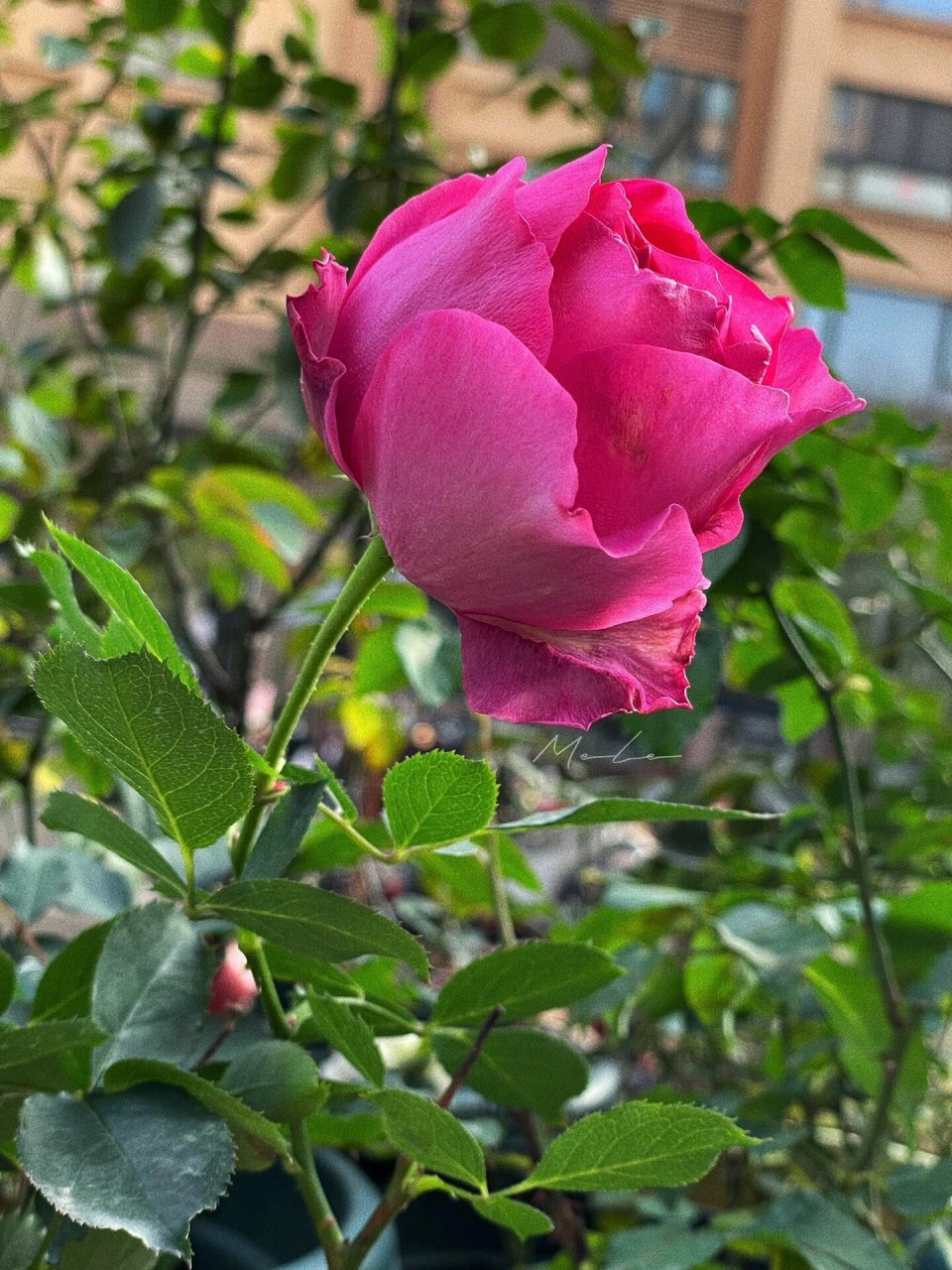 怀旧优雅 月季 怀旧优雅 坐标:苏州 小小院 盆栽