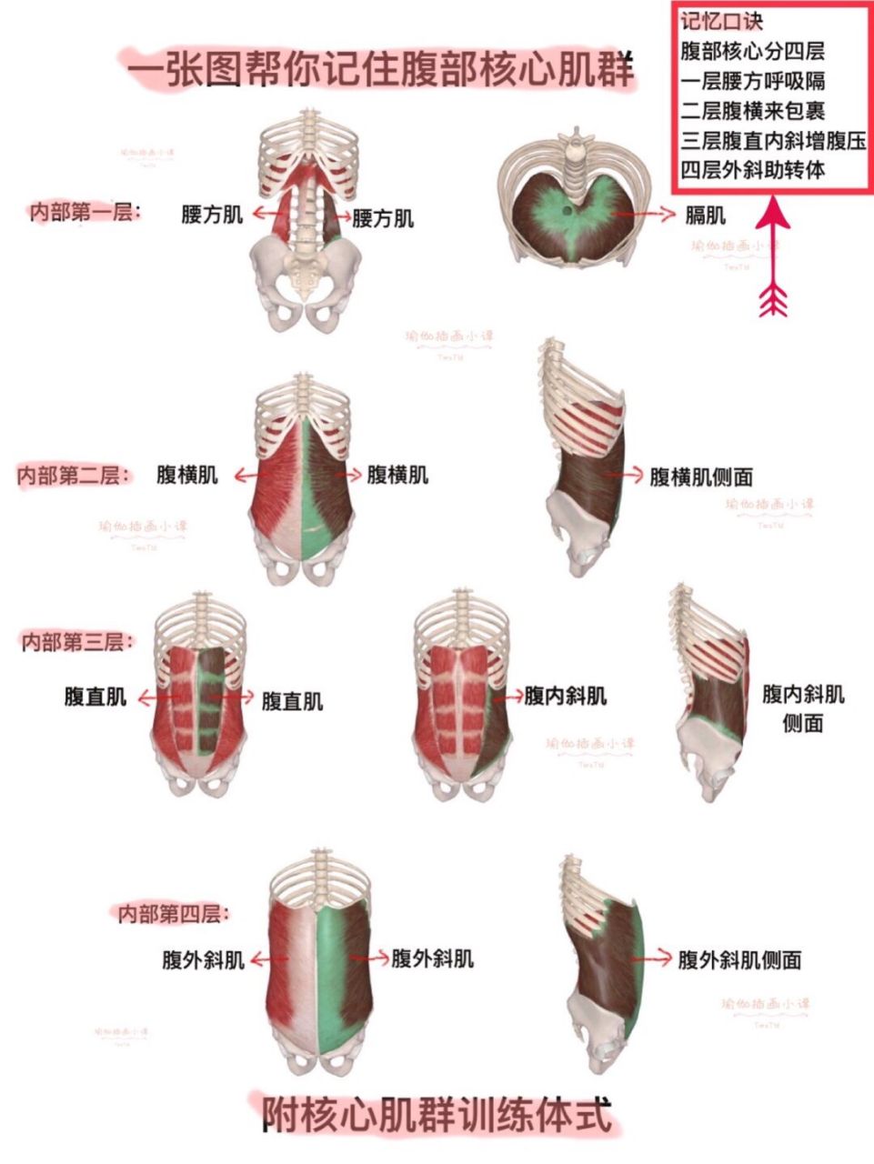 吸腹不是收紧核心6015激活深层核心力量动作 7215还在用吸腹