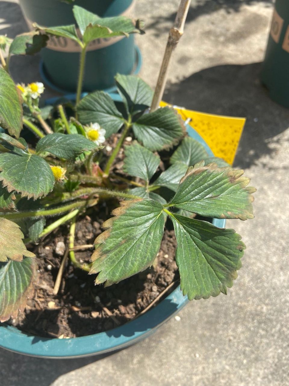 草莓叶子焦边了怎么办? 一觉起来叶子全焦边了花友们快救救我!