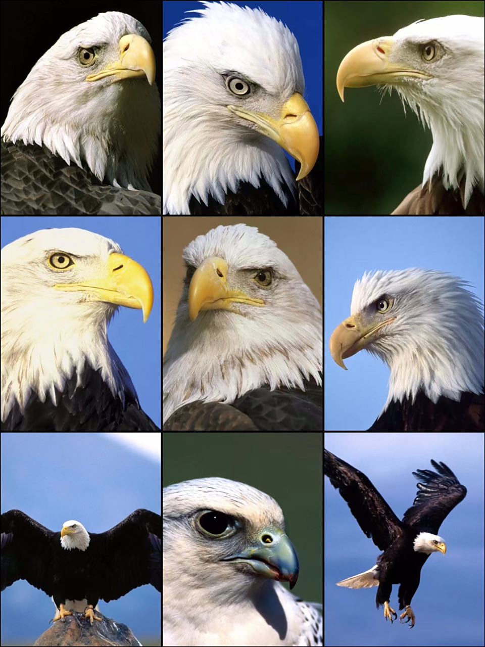 绘画素材100组|老鹰07飞翔鹰嘴集合组7771