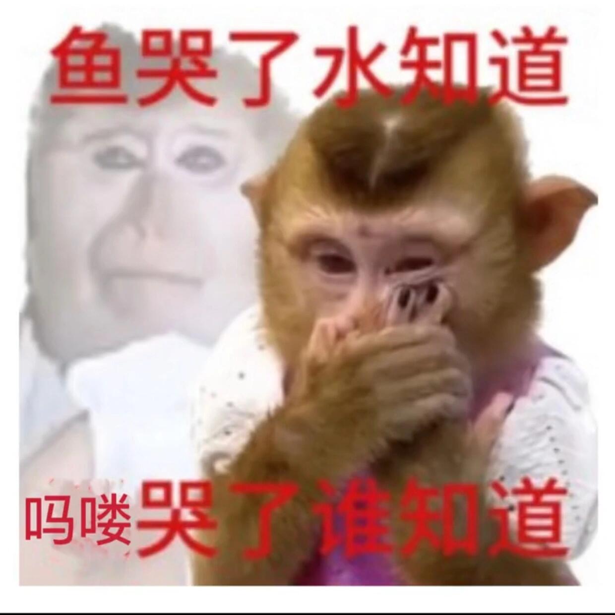 鱼哭了水知道 吗喽哭了谁知道 老婆们谁要有吗喽的表情包啊啊 太可爱
