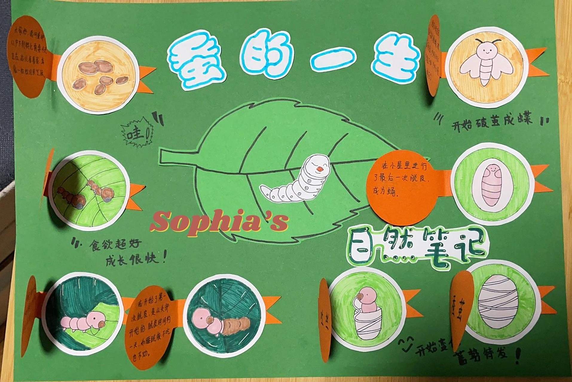 蚕宝宝的生长过程#蚕的一生 学校开展了养蚕记的活动,在活动的结尾中
