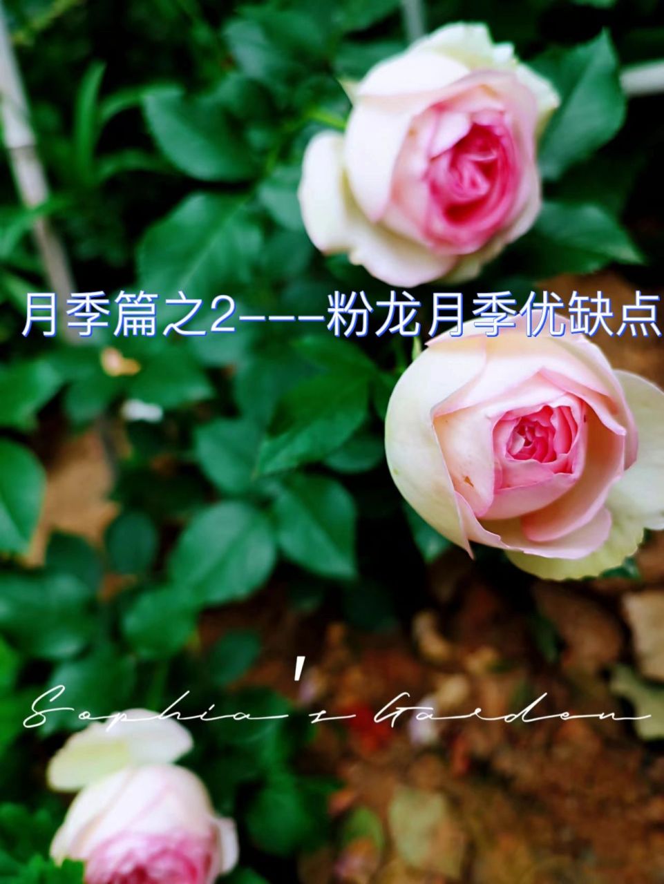 月季篇之2---粉色龙沙宝石月季优缺点 粉色龙沙宝石,又被花友们亲切地