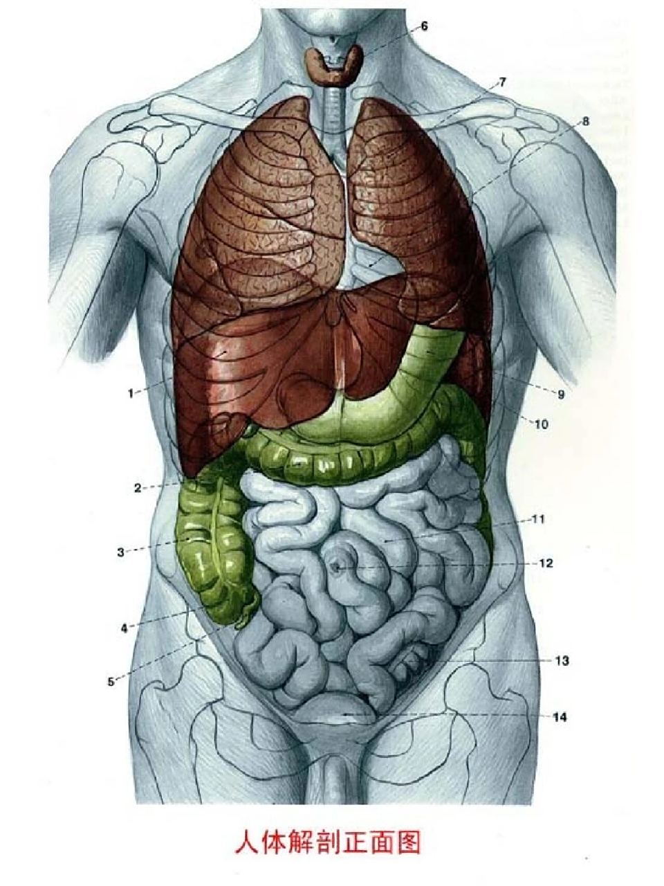 人体器官解剖内脏位置准确五脏六腑高清结构图
