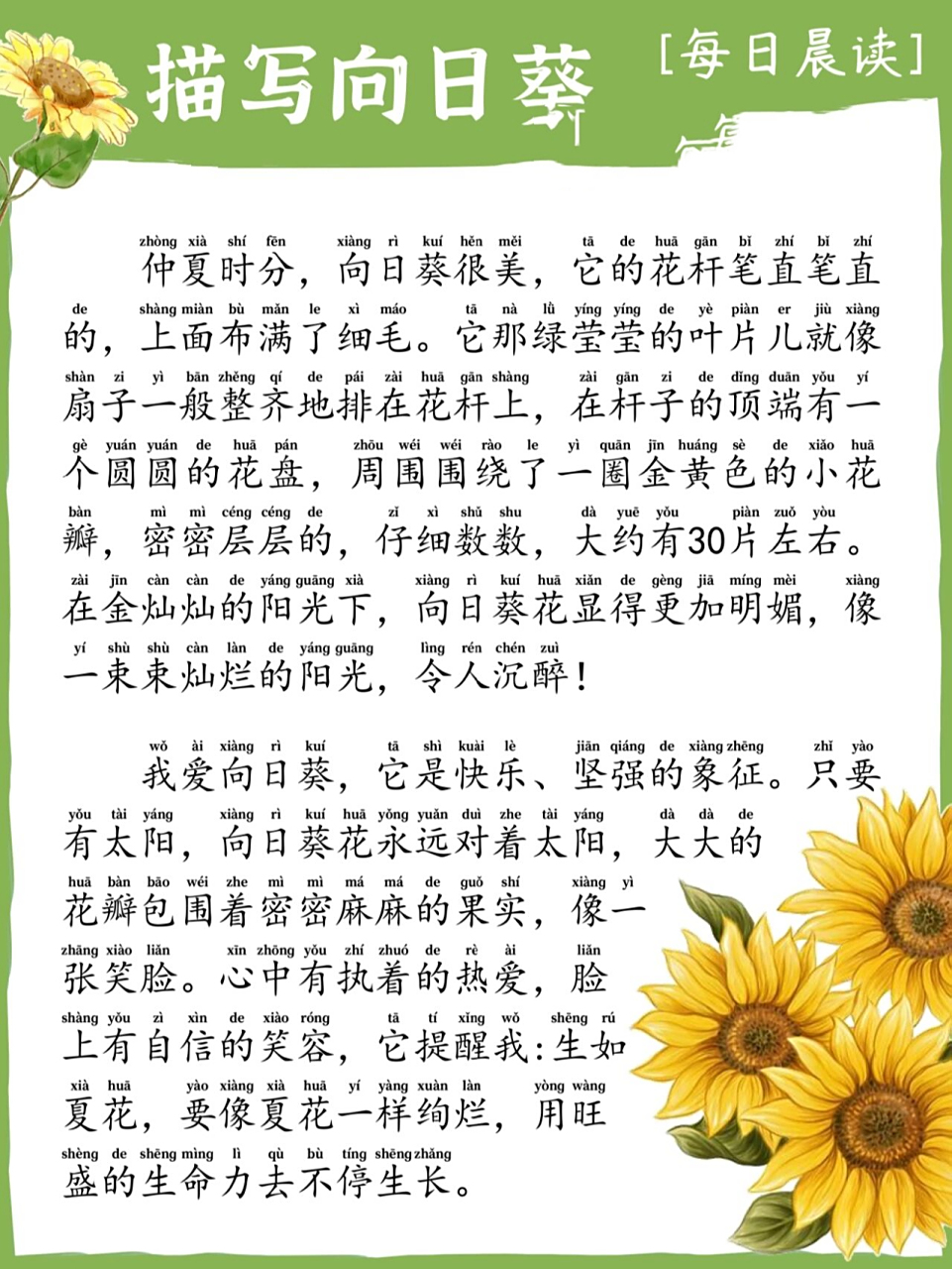 描写向日葵/小学生晨读/带拼音/科普知识 小学生美文晨读作文(带拼音)