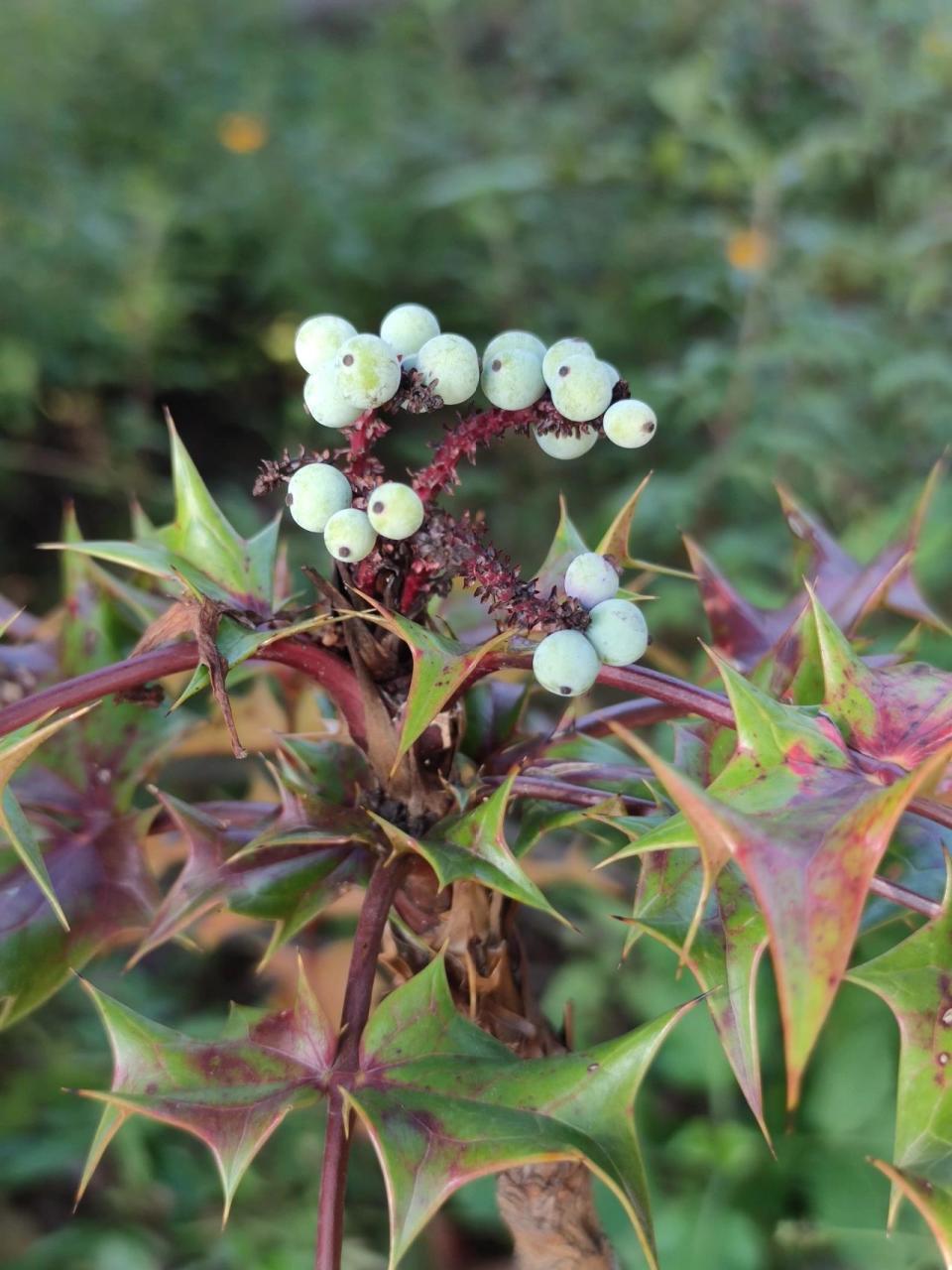 十大功劳 十大功劳,为双子叶植物纲,小檗科,十大功劳属植物,可做盆栽