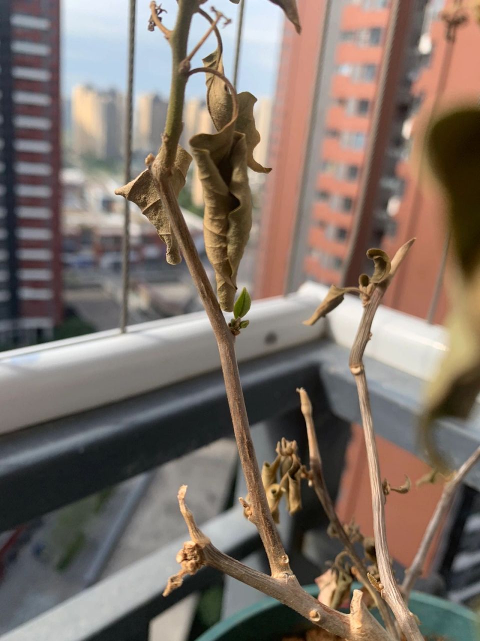 三角梅更盆施肥后干枯了……花友救救我的梅 花友们,帮忙看看我的
