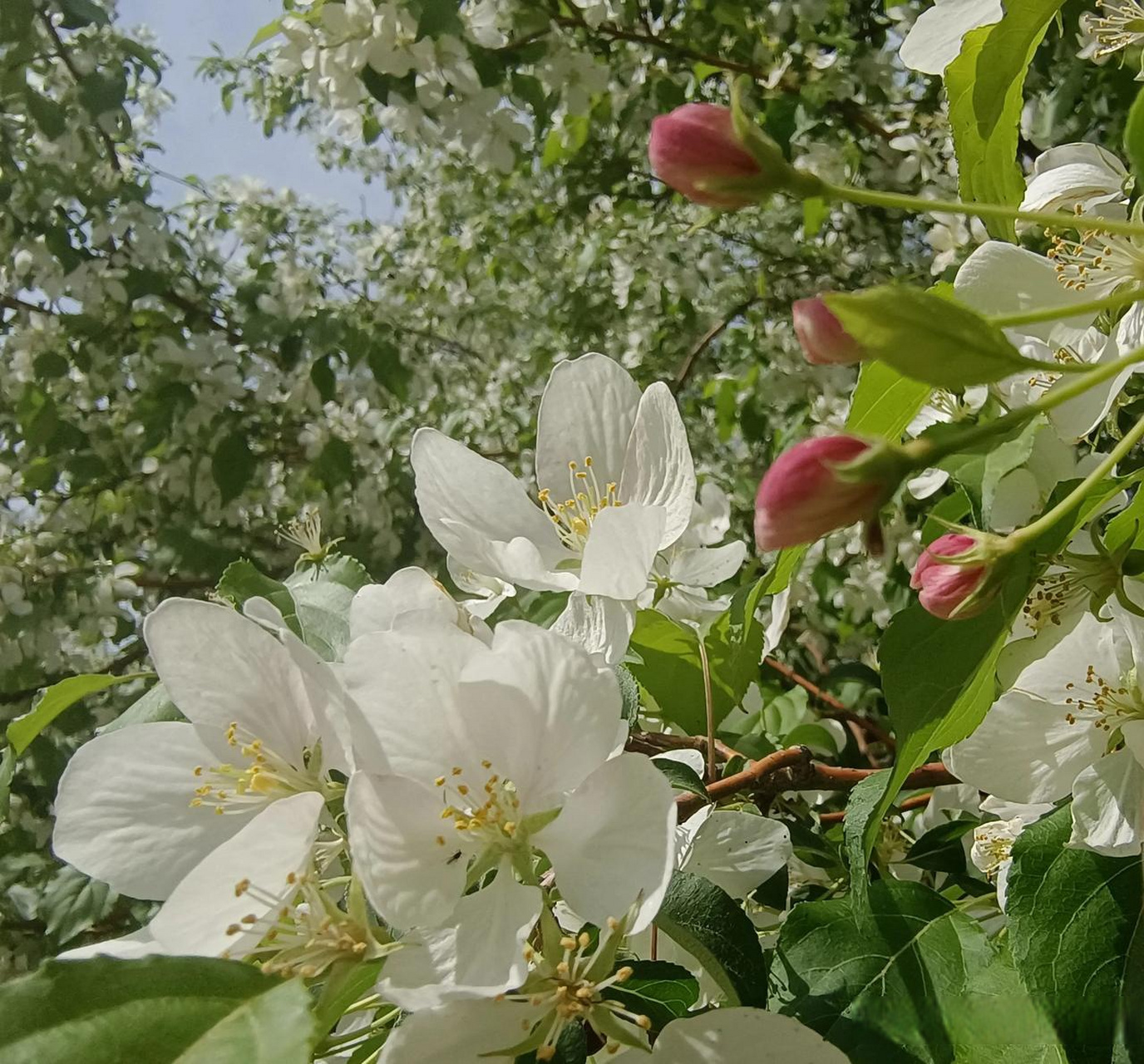 山荆子开花图片