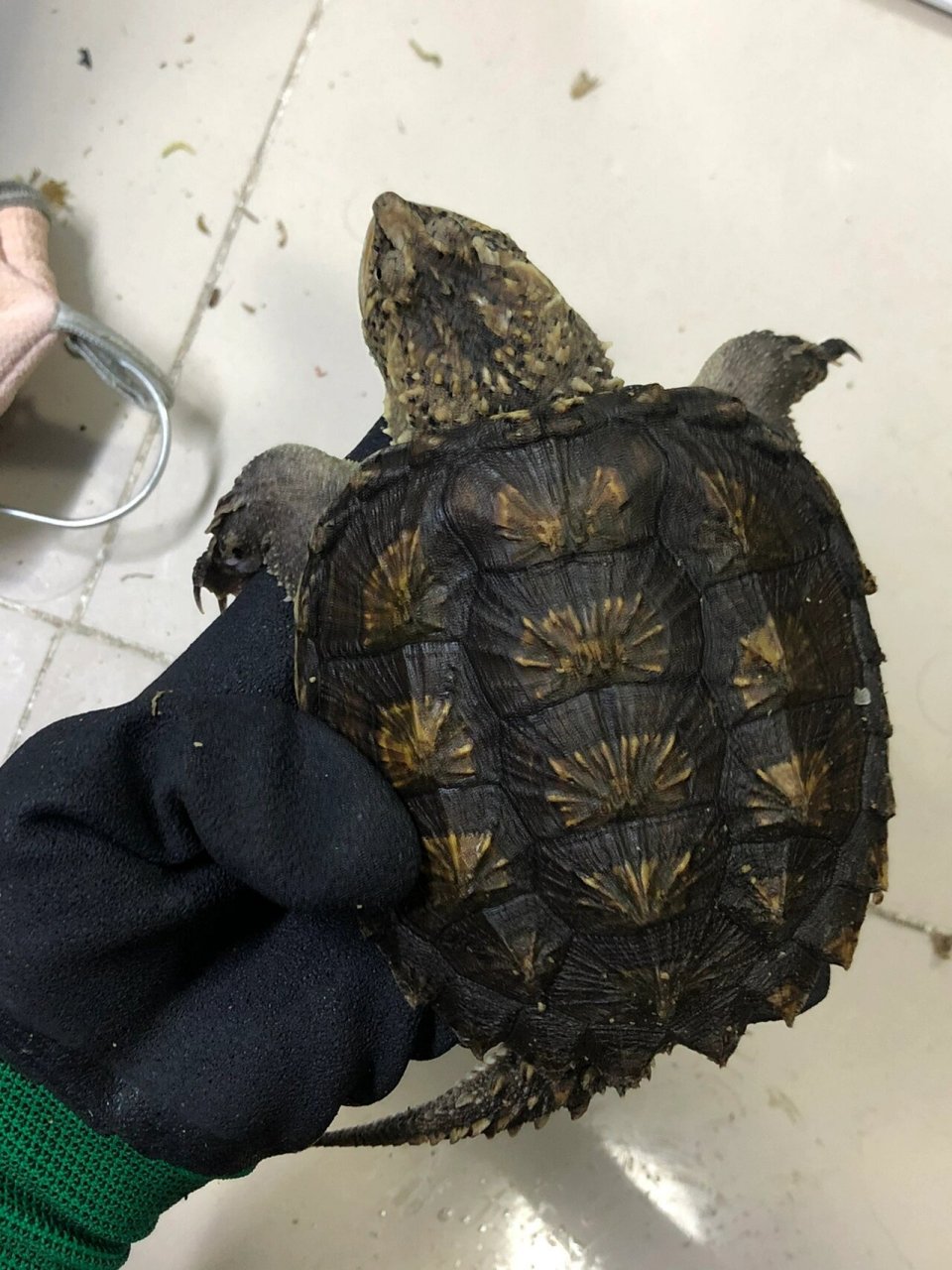 佛鳄龟 鳄龟 纯佛鳄龟 佛公 #爆刺佛鳄龟# #原种佛鳄# #佛鳄龟# #养龟