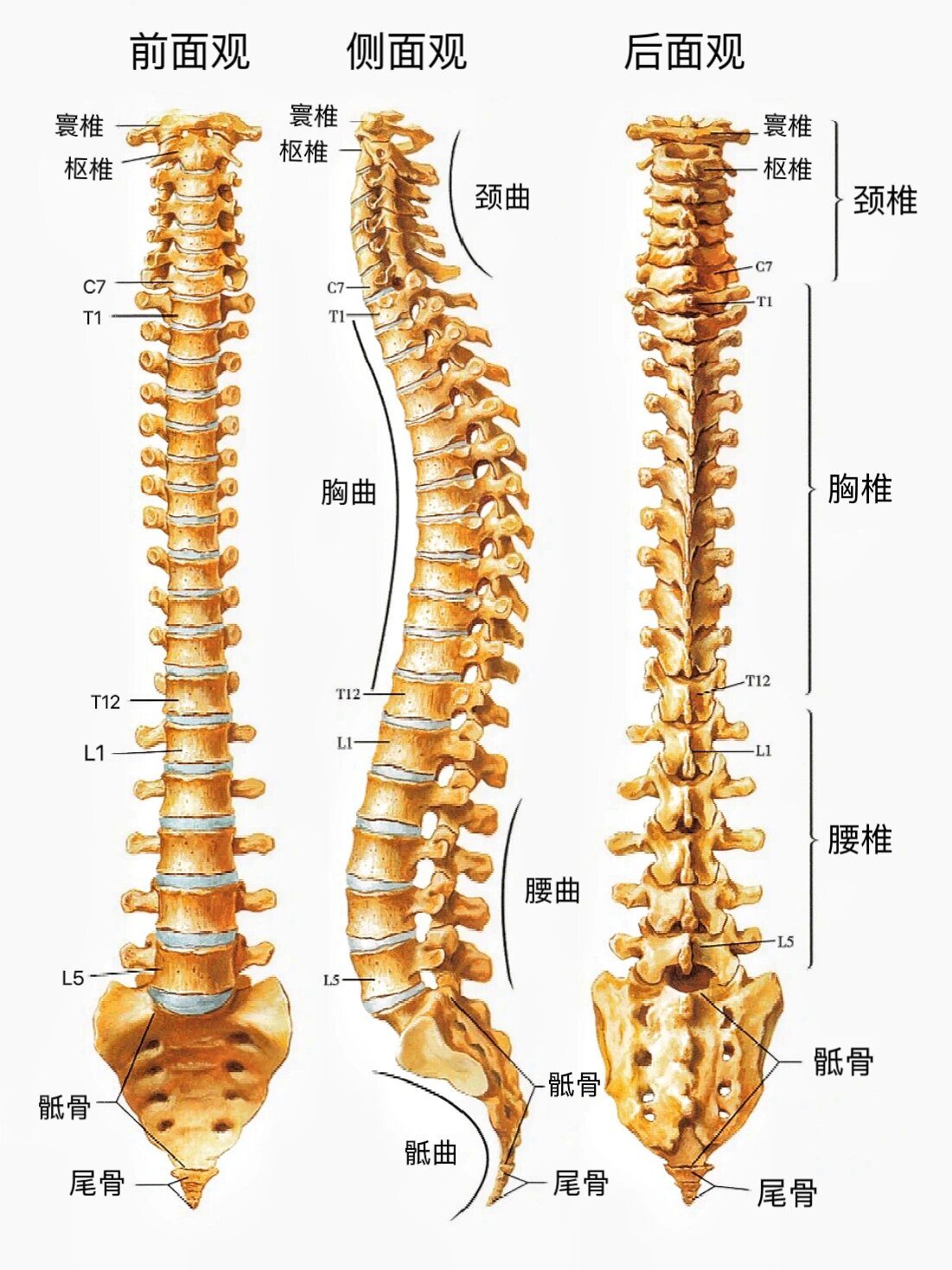 人体脊椎结构图名称图片