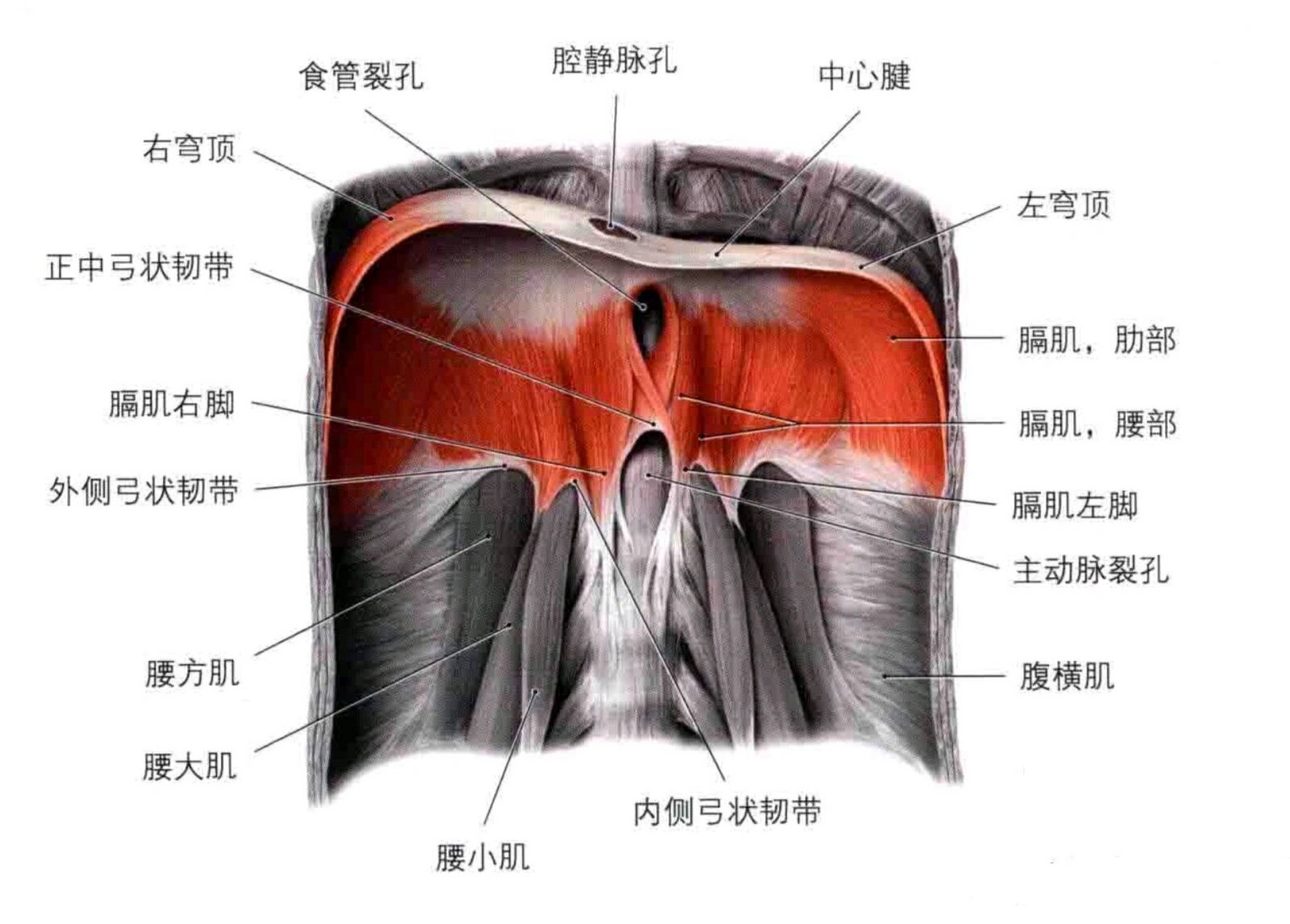 膈肌手绘图片