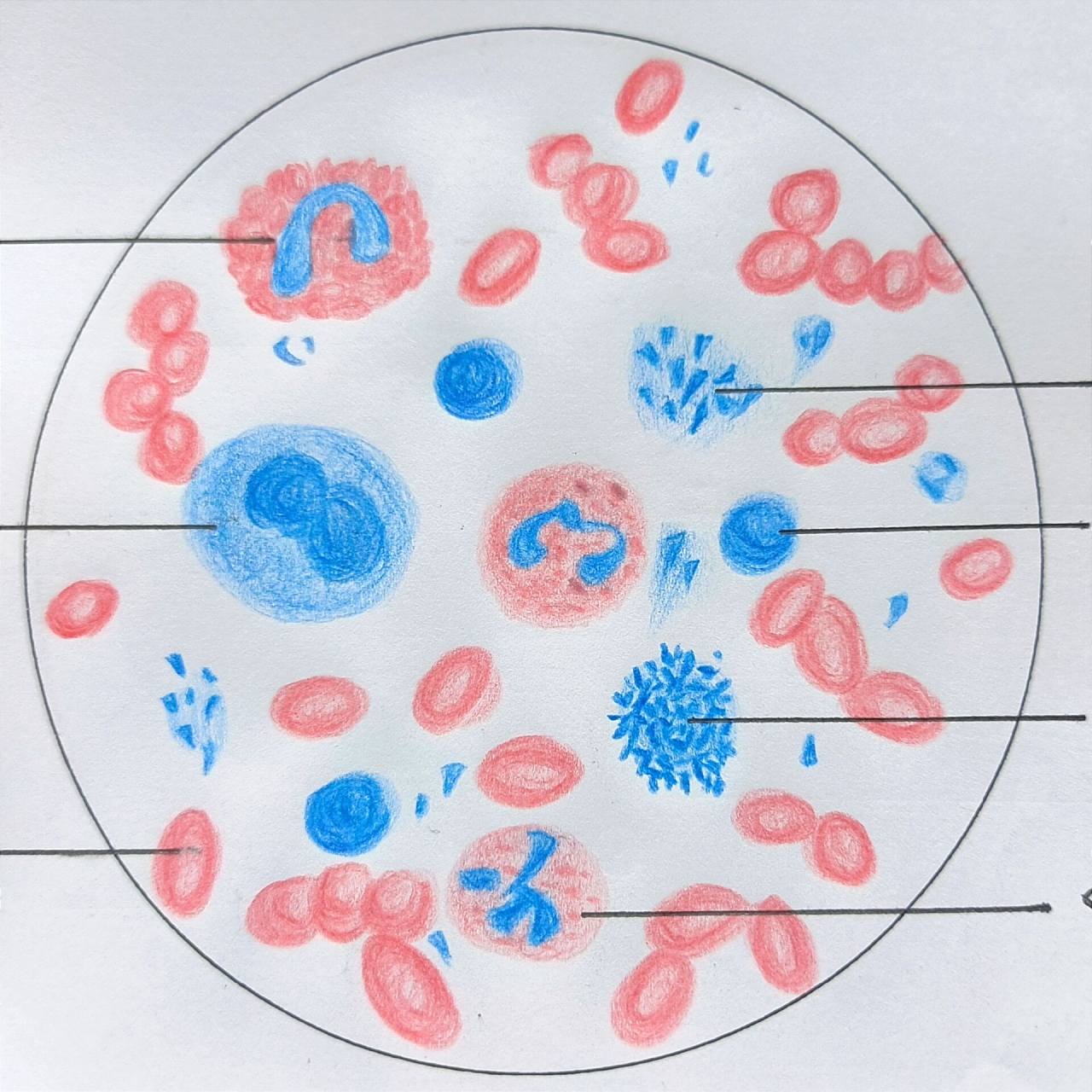 血涂片观察(红细胞and白细胞) 好不容易没写错字