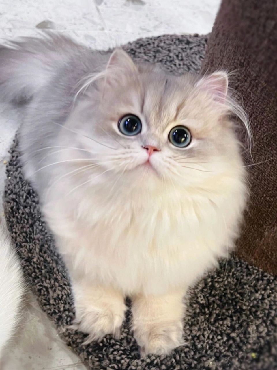 英长蓝金渐层长毛猫 甜美暖宝宝 可爱暖心小宝宝一枚 稀有色蓝金渐层