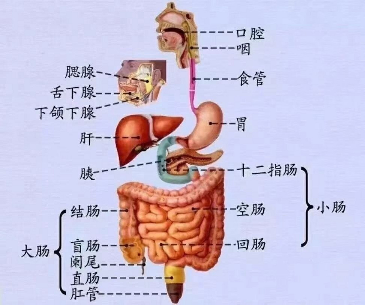 消化系统知识导图  简单清晰掌握消化系统结构 78