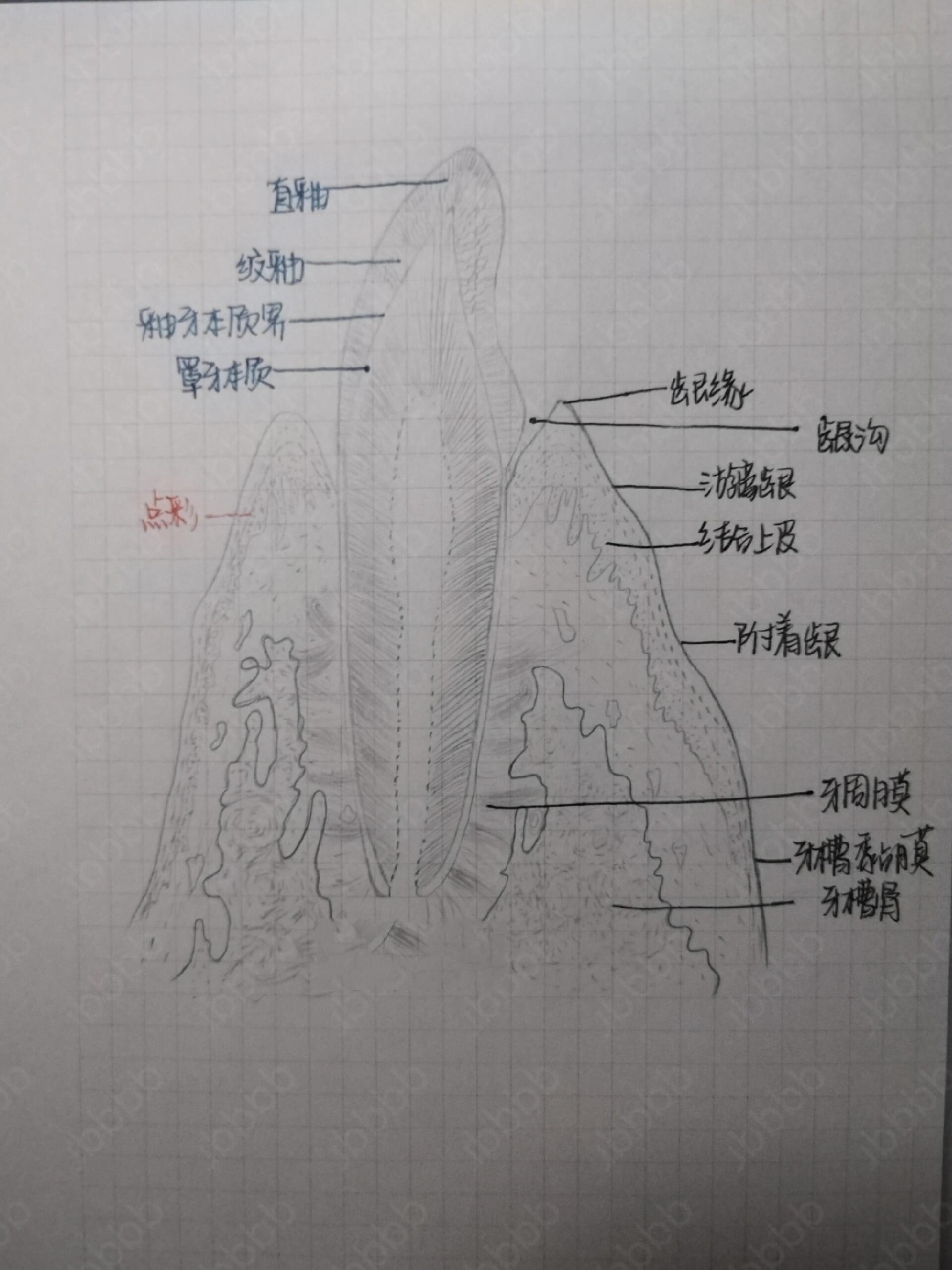 牙床解剖图图片